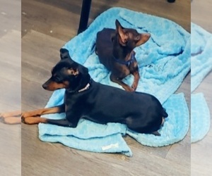Mother of the Miniature Pinscher puppies born on 09/09/2022