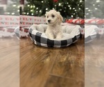Puppy Puppy 2 Cavapoo