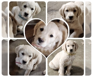 Golden Retriever Puppy for sale in ARCO, MN, USA