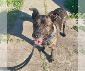 Honey - Female German Shepherd Dog-Unknown Mix Dog for Adoption - Photo #4