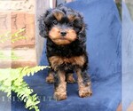 Willow - Female Cavapoo (Miniature) Puppy for Sale - Photo #4
