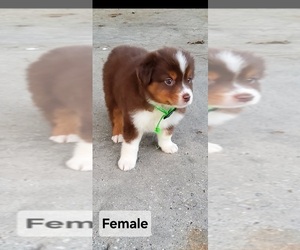 Miniature Australian Shepherd Puppy for sale in POPLARVILLE, MS, USA
