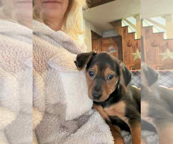 Medium Photo #1 Plott Hound-Retriever  Mix Puppy For Sale in Mechanicsburg, PA, USA