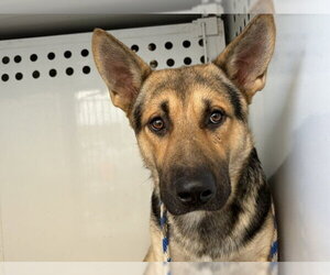 German Shepherd Dog-Unknown Mix Dogs for adoption in Bakersfield, CA, USA