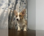 Small Photo #75 Pembroke Welsh Corgi Puppy For Sale in DURHAM, CT, USA