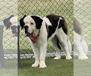 Saint Bernard Dogs for adoption in Valparaiso, IN, USA