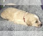 Small Photo #41 Goldendoodle Puppy For Sale in HOWARD CITY, MI, USA