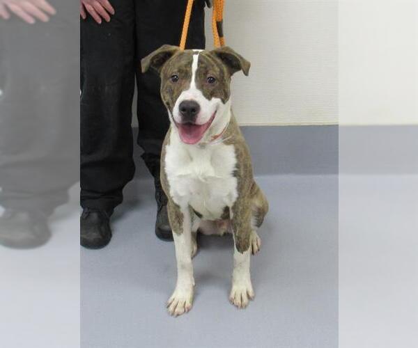 Medium Photo #1 American Pit Bull Terrier-Unknown Mix Puppy For Sale in Louisville, KY, USA