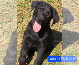 Labrador Retriever-Unknown Mix Dogs for adoption in Alexander, AR, USA