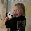 Small Photo #7 Dogo Argentino Puppy For Sale in PINEVILLE, MO, USA