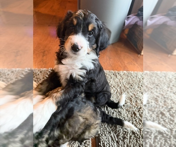 Medium Photo #1 Bernedoodle (Miniature) Puppy For Sale in GREENSBORO, NC, USA