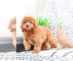 Small Photo #15 Cavapoo Puppy For Sale in SYRACUSE, IN, USA