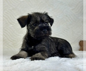 Schnauzer (Miniature) Puppy for sale in GREENFIELD, IN, USA