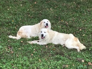 Mother of the Great Pyrenees puppies born on 08/25/2017