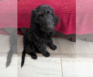 Goldendoodle Puppy for sale in OKLAHOMA CITY, OK, USA