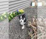 Small Photo #7 Siberian Husky Puppy For Sale in AUBURN, NY, USA