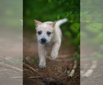 Small Photo #1 Australian Cattle Dog Puppy For Sale in PILOT, VA, USA