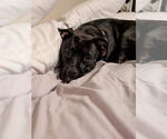 Small #44 American Pit Bull Terrier Mix