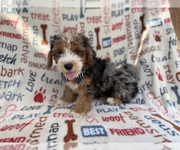 Medium Photo #4 Aussiedoodle Miniature  Puppy For Sale in LAKELAND, FL, USA