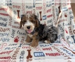 Small #3 Aussiedoodle Miniature 