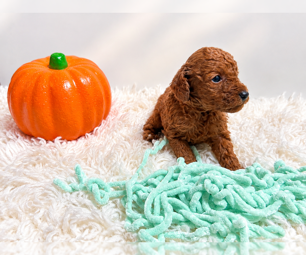 Medium Photo #5 Poodle (Toy) Puppy For Sale in RANCHO CUCAMONGA, CA, USA