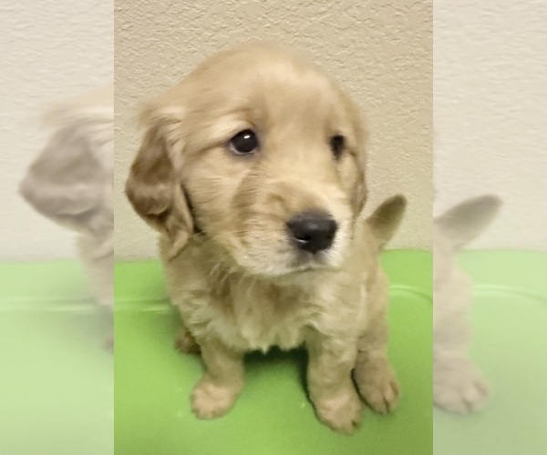 Medium Photo #7 Golden Retriever Puppy For Sale in PORTALES, NM, USA