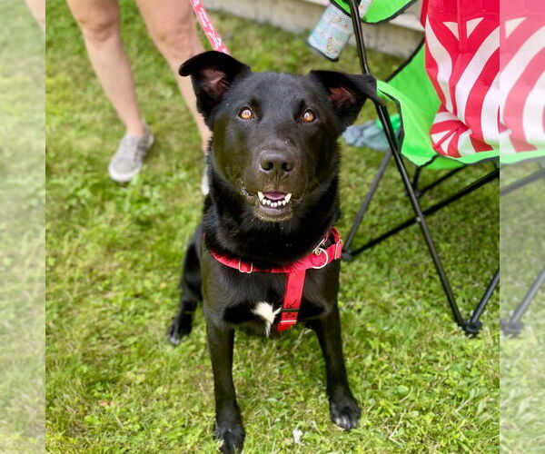 Medium Photo #8 Labrador Retriever-Unknown Mix Puppy For Sale in Canton, CT, USA
