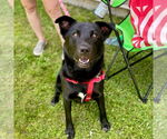 Small #7 Labrador Retriever Mix