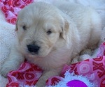 Small Photo #9 Golden Retriever Puppy For Sale in LOVELADY, TX, USA