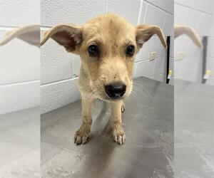 German Shepherd Dog-Unknown Mix Dogs for adoption in Corpus Christi, TX, USA