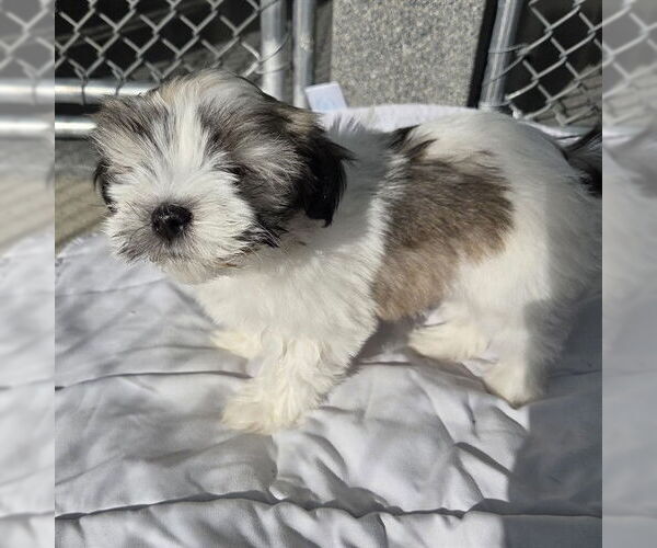 Medium Photo #1 Havanese-Unknown Mix Puppy For Sale in Waterford, VA, USA