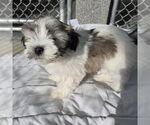 Small Havanese Mix
