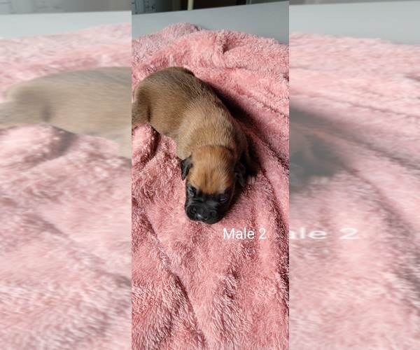 Medium Photo #1 Boxer Puppy For Sale in RIGBY, ID, USA