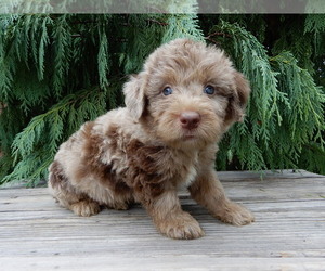 Labradoodle Puppy for sale in MILLERSBURG, OH, USA