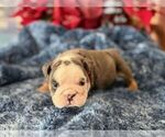 Small Photo #7 English Bulldog Puppy For Sale in OOLOGAH, OK, USA