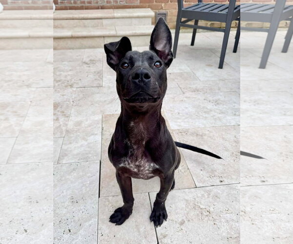 Medium Photo #1 American Pit Bull Terrier-Unknown Mix Puppy For Sale in Germantown, OH, USA