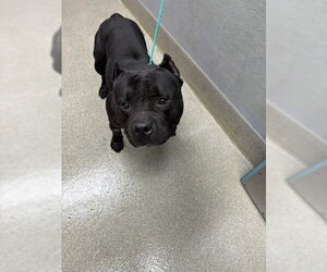 Bullmastiff-Unknown Mix Dogs for adoption in Las Vegas, NV, USA