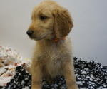 Small Photo #12 Goldendoodle Puppy For Sale in LENA, IL, USA