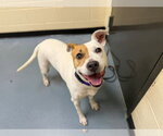 QUINN - Female American Pit Bull Terrier-Unknown Mix Dog for Adoption - Small photo