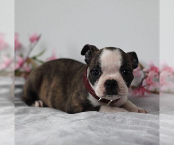 Medium Photo #3 Boston Terrier Puppy For Sale in PORT ROYAL, PA, USA