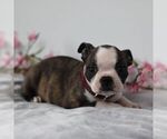 Small Photo #3 Boston Terrier Puppy For Sale in PORT ROYAL, PA, USA