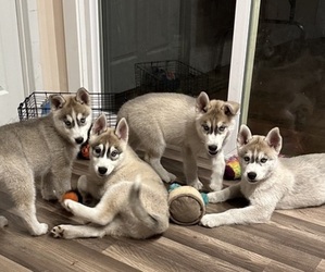 Siberian Husky Puppy for Sale in JACKSONVILLE, North Carolina USA