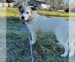 Sheprador Dogs for adoption in Bristol, CT, USA
