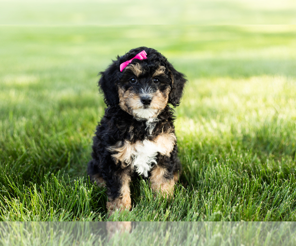 Medium Photo #5 Bernedoodle-Poodle (Miniature) Mix Puppy For Sale in SHIPSHEWANA, IN, USA