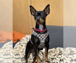 Chihuahua Dogs for adoption in Petaluma, CA, USA