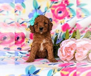 Double Doodle Puppy for sale in CHRISTIANA, PA, USA