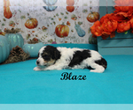 Small #4 Poodle (Toy)