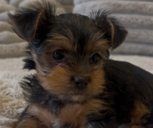 Yorkshire Terrier Puppy for sale in LAKE CHARLES, LA, USA