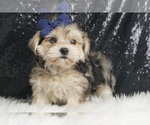 Puppy Denim F1B Morkie