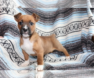 Boxer-Jack Russell Terrier Mix Puppy for sale in SHILOH, OH, USA